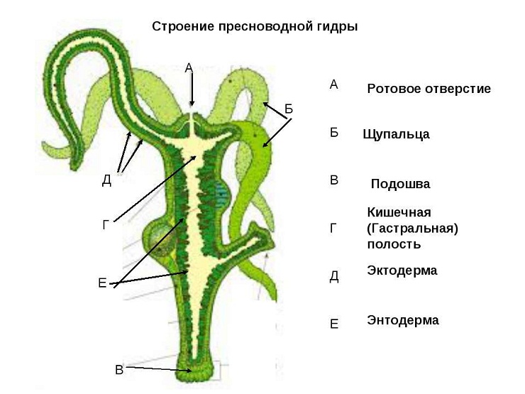 Кракен бошки